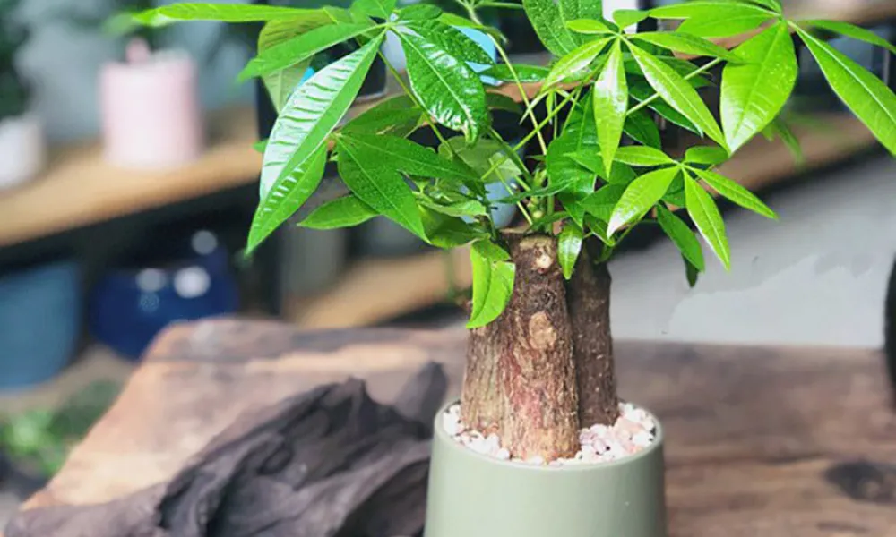 Đặc điểm của cây Kim Ngân, loại thân gỗ với 5 lá tượng trưng cho Ngũ Hành, giúp chăm sóc cây kim ngân dễ hơn