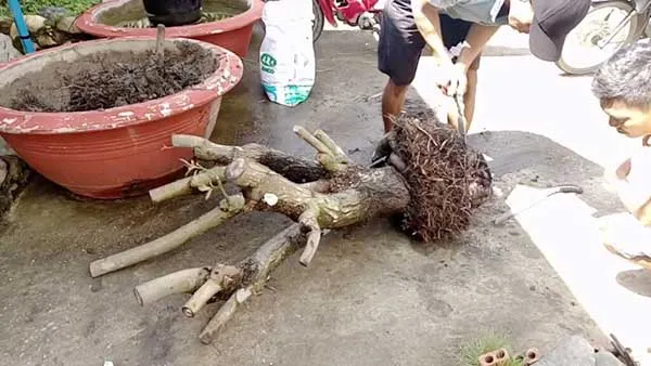 Cách Trồng Cây Lộc Vừng Mới Bứng Đạt Tỷ Lệ Sống Cao Và Chăm Sóc Chuyên Sâu Cách Trồng Cây Lộc Vừng Mới Bứng Đạt Tỷ Lệ Sống Cao Và Chăm Sóc Chuyên Sâu