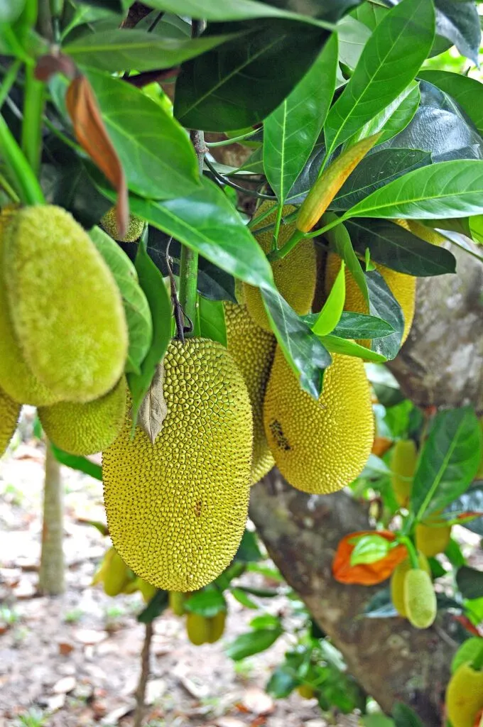 Hình thái đặc trưng của cây mít tố nữ trưởng thành