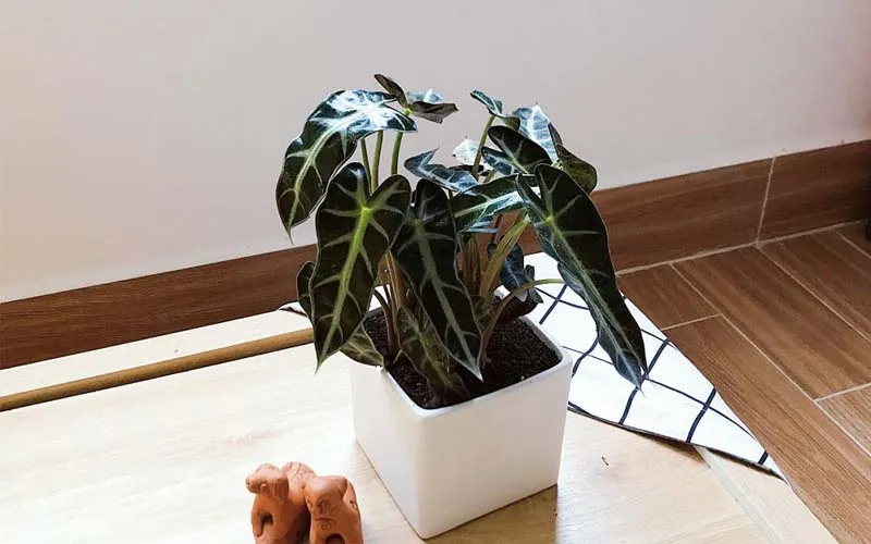 Cây môn Quan Âm Alocasia Polly với lá to hình trái tim