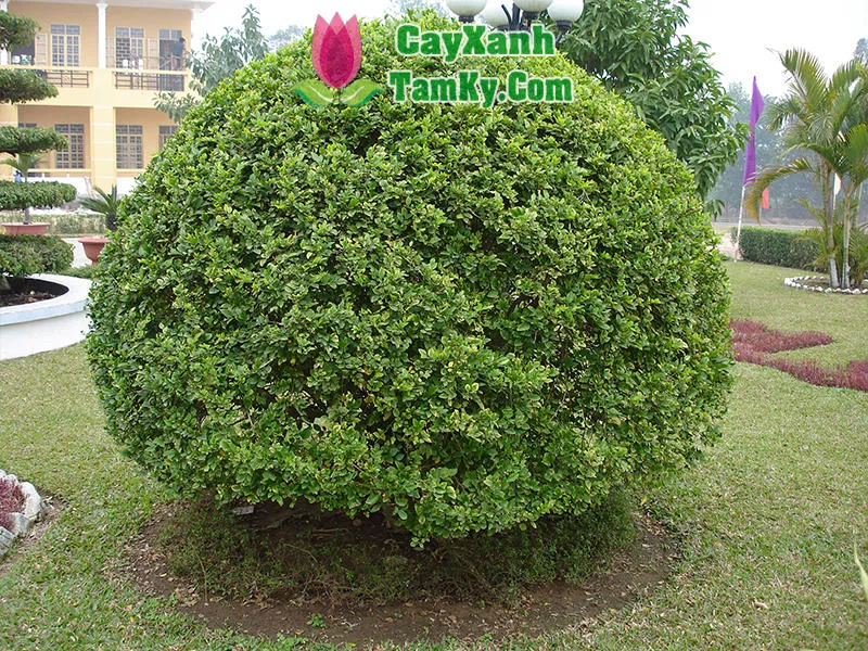 Kỹ thuật trồng cây Ngâu bằng phương pháp giâm cành tại vườn