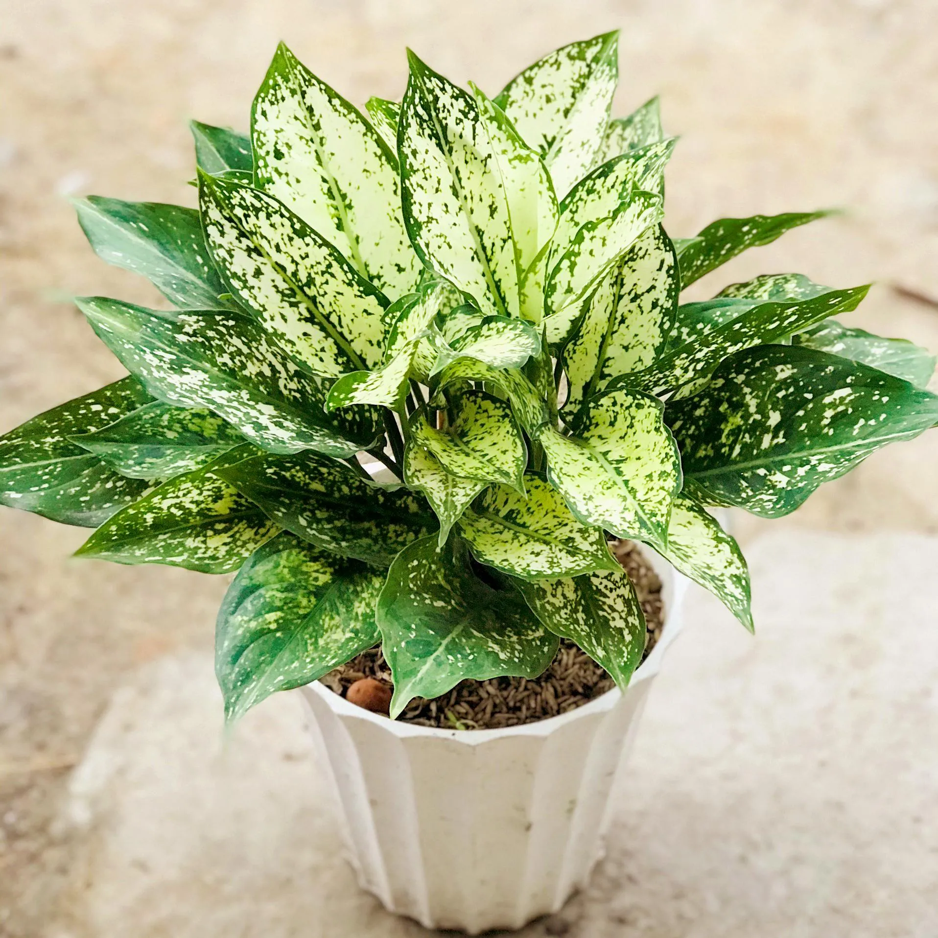 Cách Trồng Cây Ngọc Ngân Chi Tiết: Hướng Dẫn Chăm Sóc Từ Chuyên Gia Trực quan cây ngọc ngân