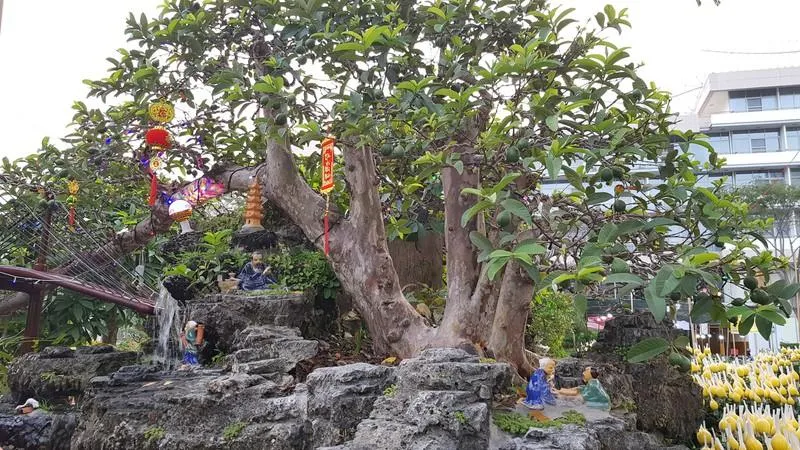 Cây ổi bonsai có dáng cầu, một tác phẩm nghệ thuật đắt giá