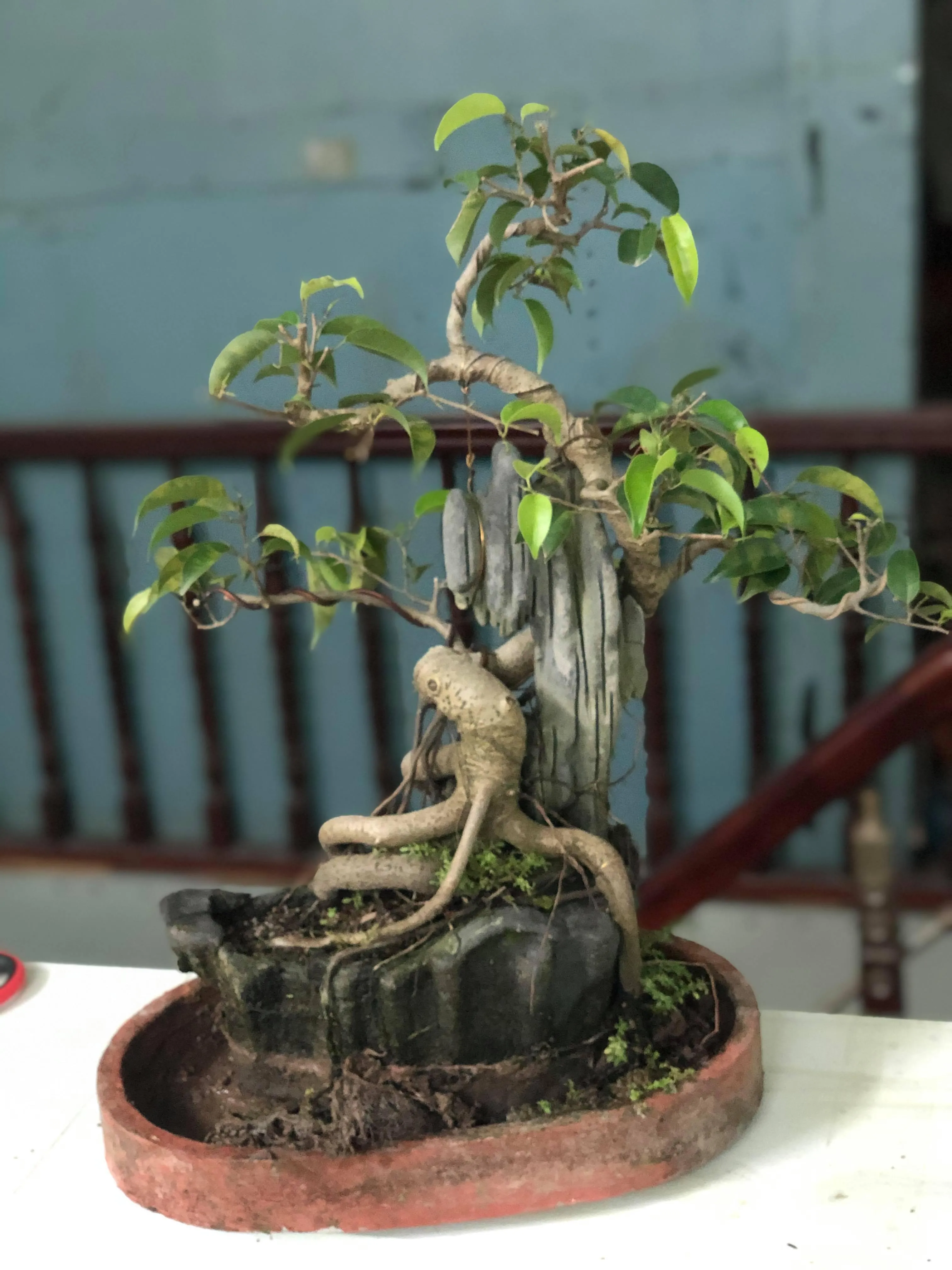 Cây sanh bonsai mini ôm đá dáng trực hoành với bộ rễ khỏe khoắn