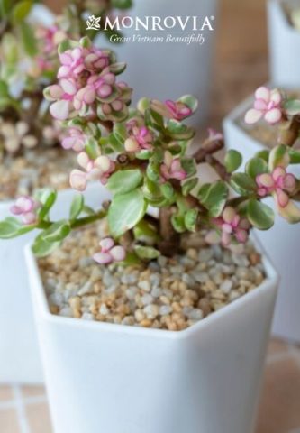 Cách Trồng Dưa Tây: Hướng Dẫn Chi Tiết Từ A Đến Z Cho Vườn Nhiệt Đới