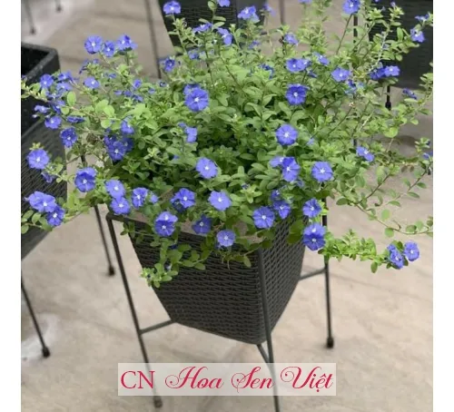 Cây Thanh Tú với sắc hoa xanh tím đặc trưng, mang vẻ đẹp tao nhã