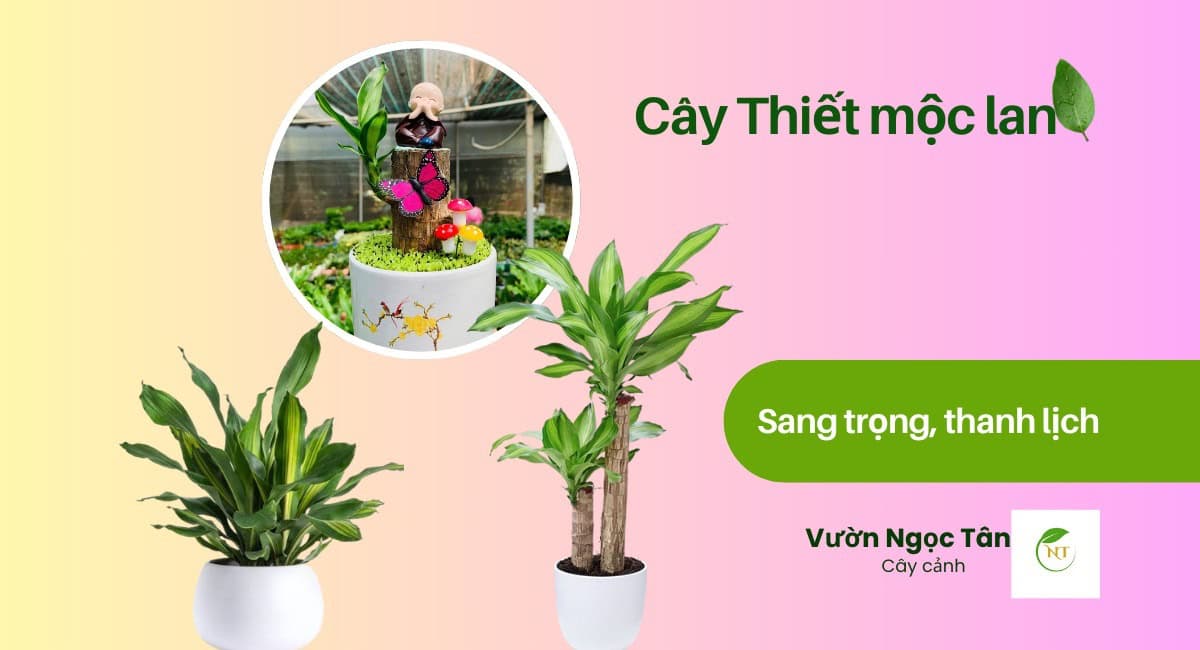 Cách Trồng Hoa Lan Ngọc Điểm: Hướng Dẫn Toàn Diện Từ Chuyên Gia Yêu Cây Cách Trồng Hoa Lan Ngọc Điểm: Hướng Dẫn Toàn Diện Từ Chuyên Gia Yêu Cây