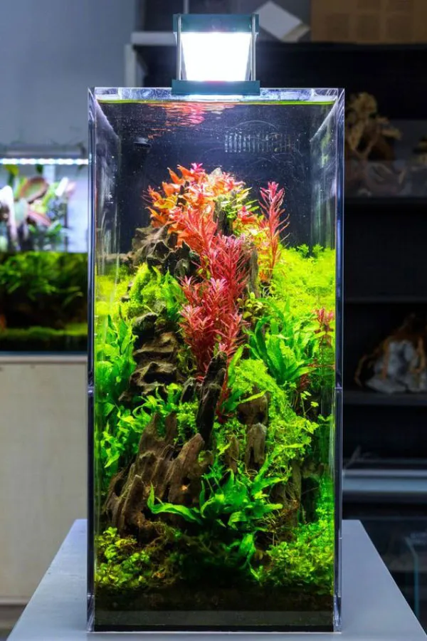 Cây thủy sinh trong môi trường bể cá cảnh