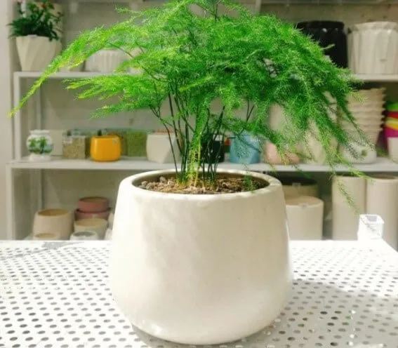 Cách Trồng Cây Thủy Tùng Để Bàn: Hướng Dẫn Toàn Diện Từ A Đến Z Cây Thủy Tùng để bàn