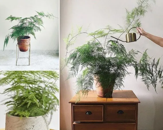 Cách Trồng Cây Thủy Tùng Để Bàn: Hướng Dẫn Toàn Diện Từ A Đến Z Thủy Tùng là loại cây ưa ẩm