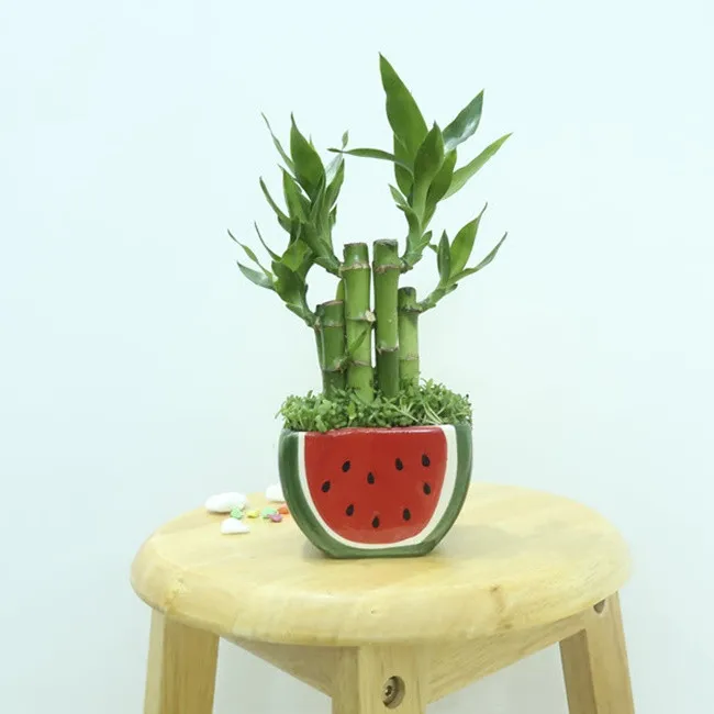 Cây phát lộc xanh tốt trồng trong chậu đất