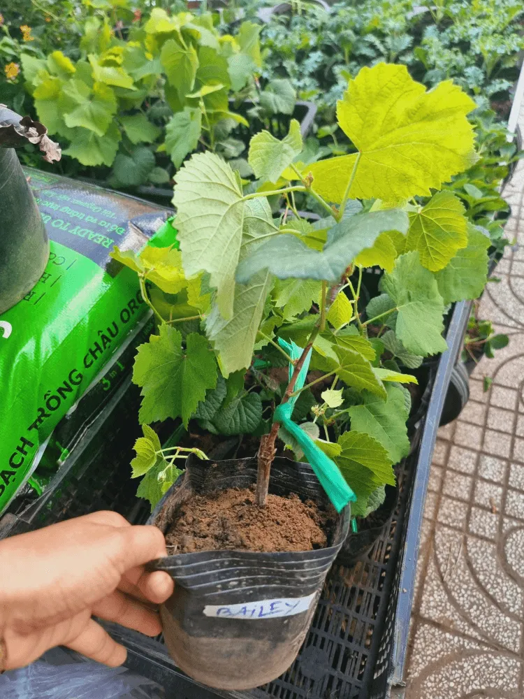 Chọn giống nho khỏe mạnh để trồng trong chậu tại nhà