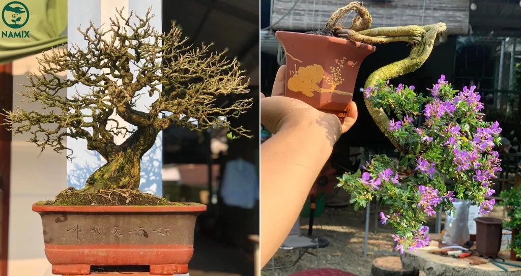 CÁCH TRỒNG HOA SAM ĐẸP: Hướng Dẫn Chi Tiết Trồng và Chăm Sóc Cây Hoa Linh Sam Đúng Chuẩn Bonsai cham soc cay
