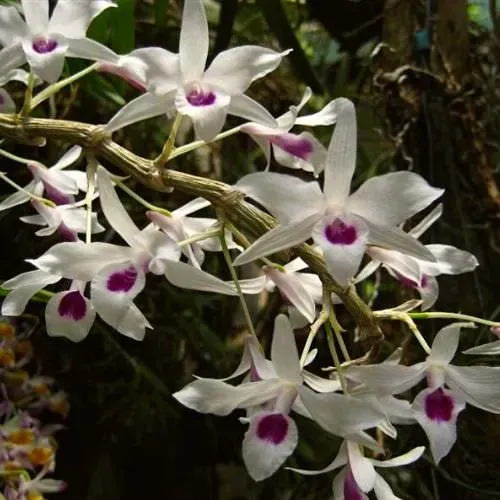 Lan Ý Ngọc Khoe Sắc Thắm - Hướng Dẫn Kỹ Thuật Trồng và Chăm Sóc