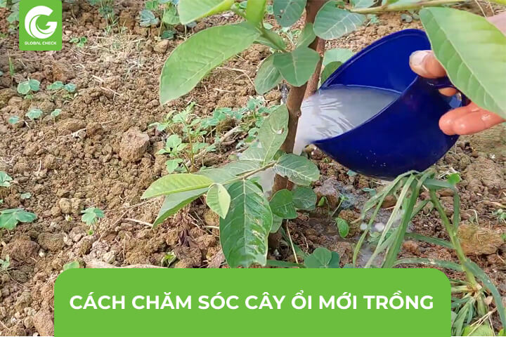 Cách Trồng Ổi Lê Đài Loan Đạt Năng Suất Cao Cho Người Mới Bắt Đầu