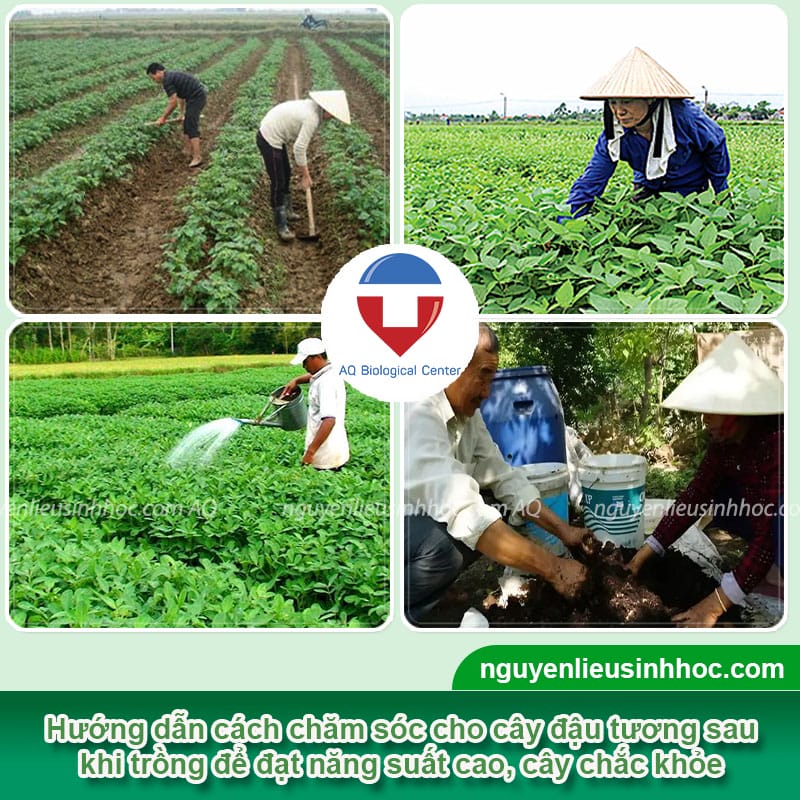 Cách Trồng Cây Chuối Dựa Vào Tường Đạt Năng Suất Cao, Chắc Khỏe Cách Trồng Cây Chuối Dựa Vào Tường Đạt Năng Suất Cao, Chắc Khỏe