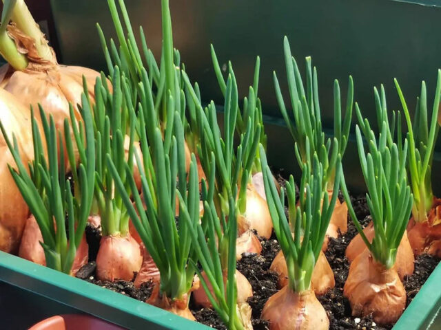 Cách Trồng Hành Lá Trong Chậu Đơn Giản Cho Người Mới Bắt Đầu Cách Trồng Hành Lá Trong Chậu Đơn Giản Cho Người Mới Bắt Đầu