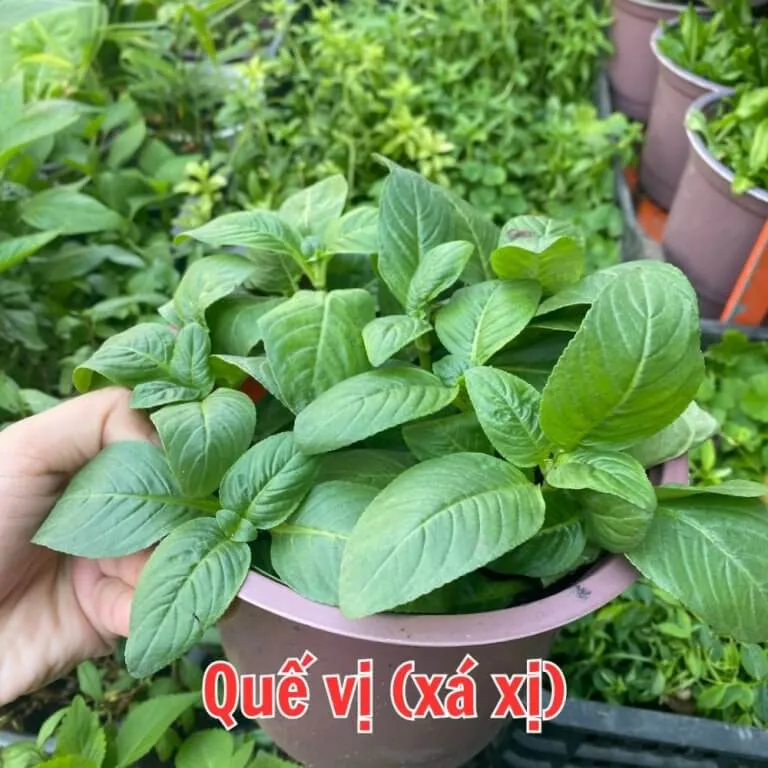 Cận cảnh chậu Rau Quế Vị (Limnophila rugosa) tại Vũ Garden, một loại rau gia vị thơm ngon