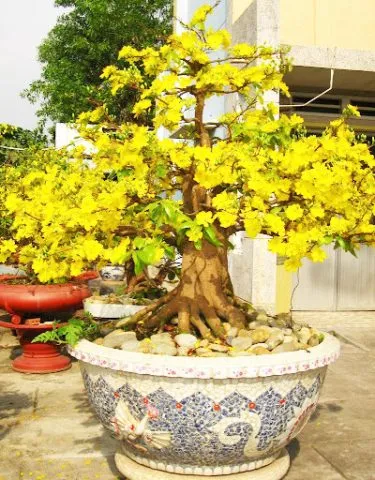 Chậu trồng mai màu tím đậm làm nổi bật sắc vàng của hoa mai vàng ngày Tết