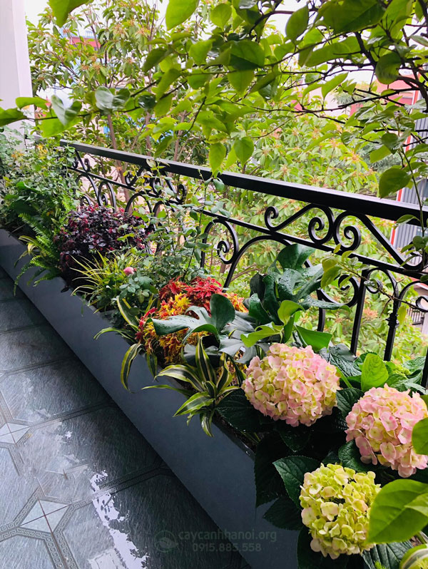 Cách Trồng Hoa Giấy Ở Ban Công Đơn Giản Cho Hoa Nở Quanh Năm