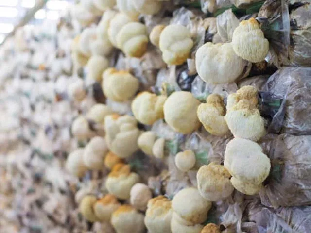 Chuẩn bị bịch phôi nấm