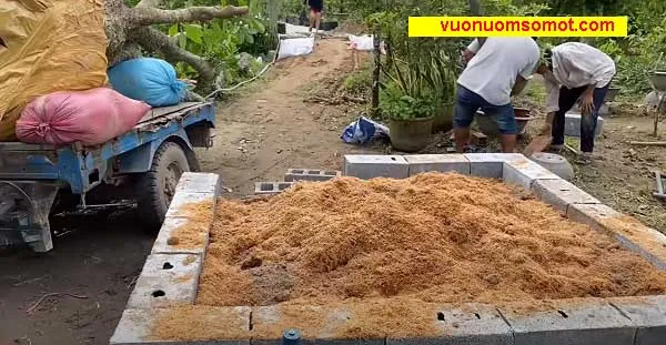 Cách Trồng Cây Lộc Vừng Mới Bứng Đạt Tỷ Lệ Sống Cao Và Chăm Sóc Chuyên Sâu Cách Trồng Cây Lộc Vừng Mới Bứng Đạt Tỷ Lệ Sống Cao Và Chăm Sóc Chuyên Sâu