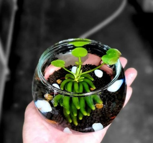 cách trồng cây bắt mồi Chuyên Sâu Từ A-Z Cho Người Mới Bắt Đầu cách trồng cây bắt mồi Chuyên Sâu Từ A-Z Cho Người Mới Bắt Đầu