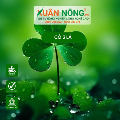 Cách Trồng Cây May Mắn Hình Trái Tim: Hướng Dẫn Chi Tiết Cho Người Mới Cách Trồng Cây May Mắn Hình Trái Tim: Hướng Dẫn Chi Tiết Cho Người Mới