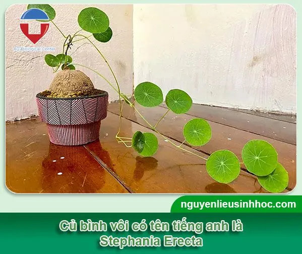 Củ bình vôi bonsai làm cảnh và công dụng thần kỳ