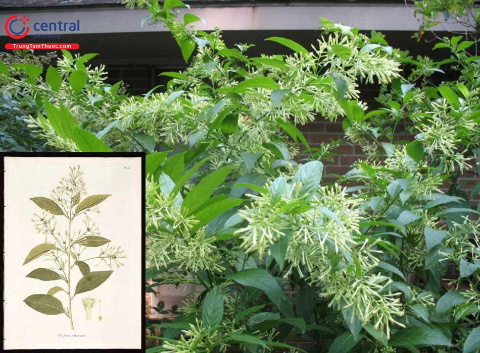 Cách Trồng Dạ Lý Hương Toàn Diện Để Cây Ra Hoa Thơm Ngát Đón Đêm