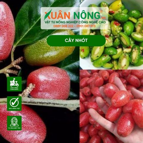 Cách Trồng Rau Muống Bằng Cây: Hướng Dẫn Chi Tiết Từ A Đến Z Cho Năng Suất Cao Cách Trồng Rau Muống Bằng Cây: Hướng Dẫn Chi Tiết Từ A Đến Z Cho Năng Suất Cao