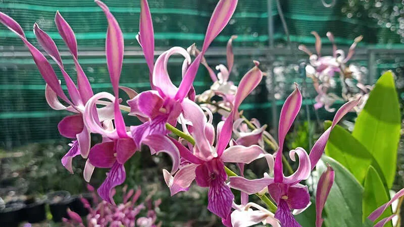 Lan Dendro giống màu tím đặc trưng và quyến rũ