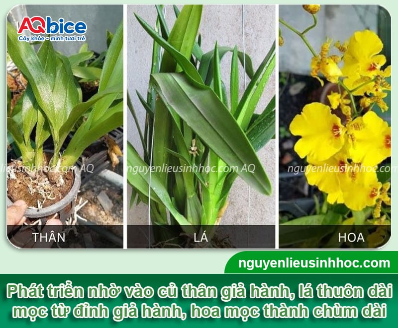 Cách Trồng Lan Vũ Nữ Ra Hoa: Hướng Dẫn Kích Thích Ra Hoa Chuẩn Kỹ Thuật tại Việt Nam Cách Trồng Lan Vũ Nữ Ra Hoa: Hướng Dẫn Kích Thích Ra Hoa Chuẩn Kỹ Thuật tại Việt Nam