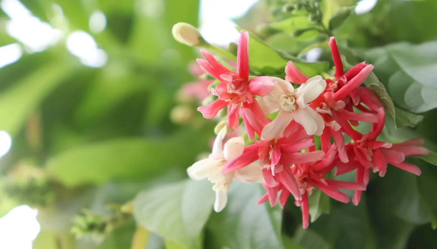 Đặc điểm hoa sử quân tử