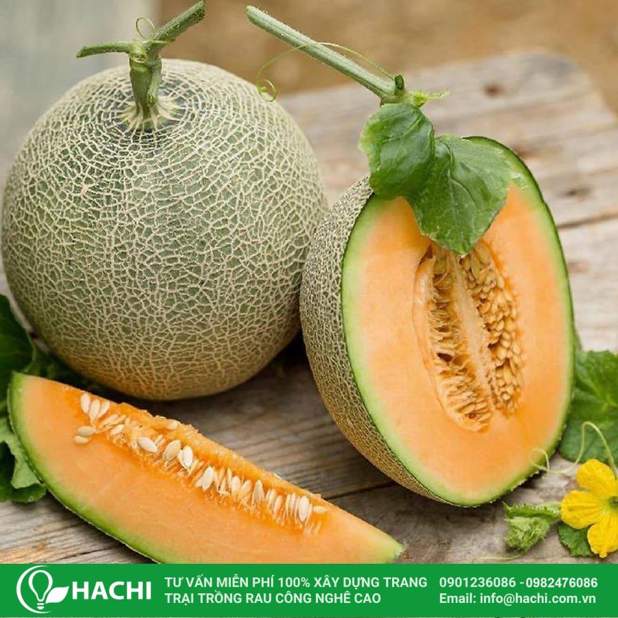 Cách Trồng Dưa Lưới Ruột Vàng Tại Nhà Chi Tiết Cho Năng Suất Cao Nhất Cách Trồng Dưa Lưới Ruột Vàng Tại Nhà Chi Tiết Cho Năng Suất Cao Nhất