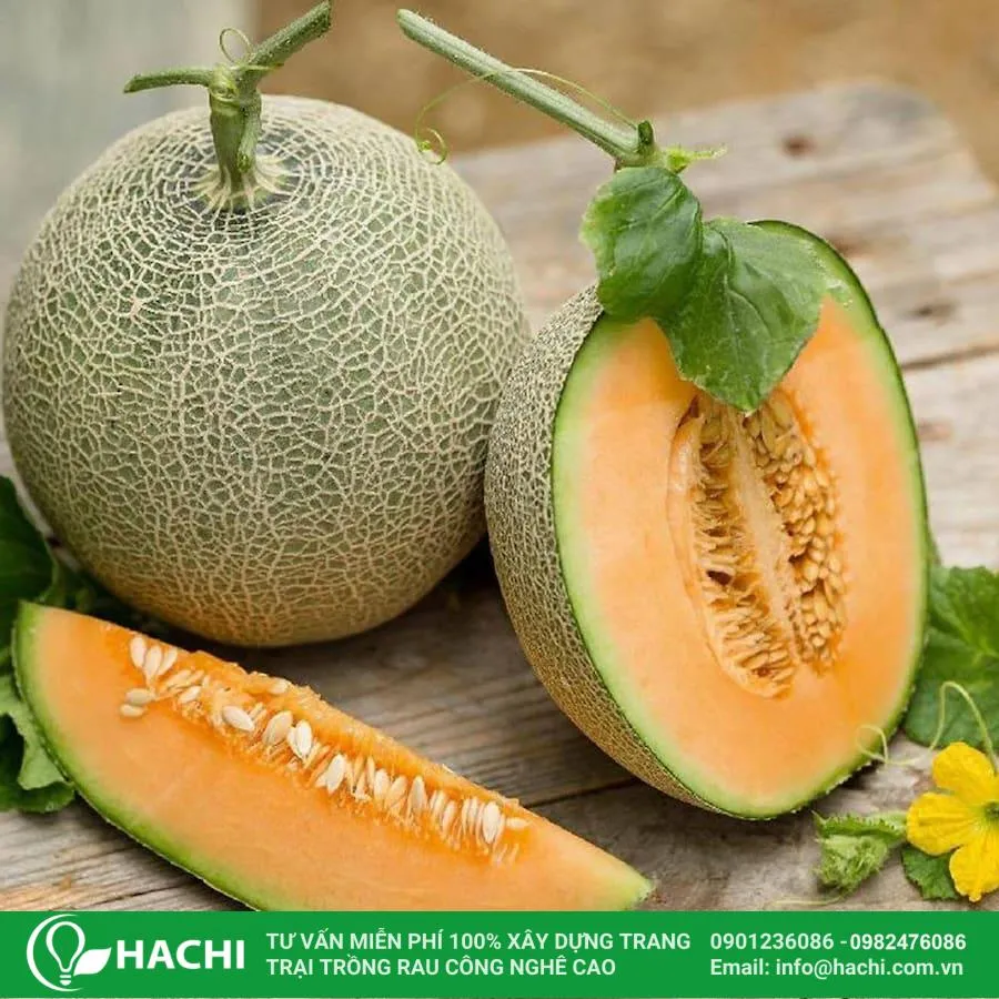 Dưa lưới có ruột vàng, thịt giòn ngọt, chứa nhiều dinh dưỡng