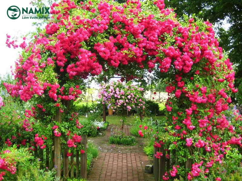 Đặc điểm nổi bật của hoa hồng leo và khả năng thích nghi ở ban công