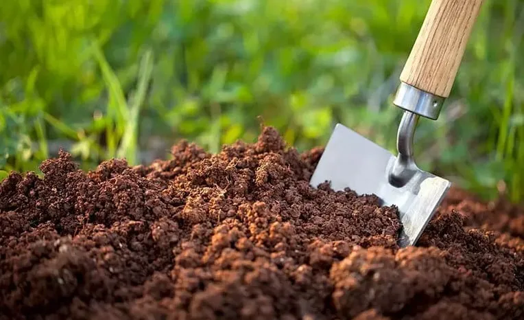 Đất trồng cần tây tơi xốp, giàu chất hữu cơ