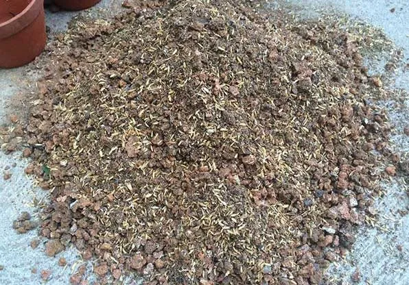 Cách Trồng Cây Lộc Vừng Mới Bứng Đạt Tỷ Lệ Sống Cao Và Chăm Sóc Chuyên Sâu Cách Trồng Cây Lộc Vừng Mới Bứng Đạt Tỷ Lệ Sống Cao Và Chăm Sóc Chuyên Sâu