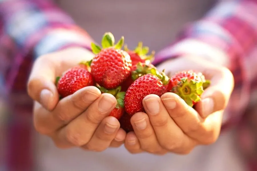 Chọn giống dâu tây phù hợp với khí hậu và sở thích của bạn