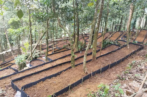 Điều kiện địa hình, đất đai để trồng nhân sâm Việt Nam