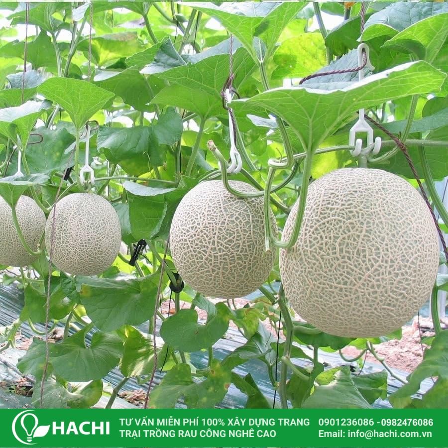 Cách Trồng Dưa Lưới Thủy Canh: Kỹ Thuật Chuyên Sâu Đạt Năng Suất Vàng Cách Trồng Dưa Lưới Thủy Canh: Kỹ Thuật Chuyên Sâu Đạt Năng Suất Vàng