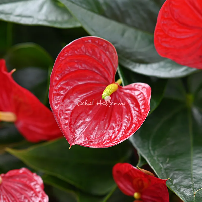 Hồng Môn hay còn gọi là hoa buồm đỏ, vĩ hoa tròn, là cây cảnh lọc không khí hiệu quả