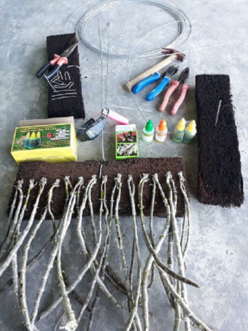 Cách Trồng Lan Lọng Đúng Kỹ Thuật: Hướng Dẫn Chi Tiết Từ A Đến Z Cách Trồng Lan Lọng Đúng Kỹ Thuật: Hướng Dẫn Chi Tiết Từ A Đến Z