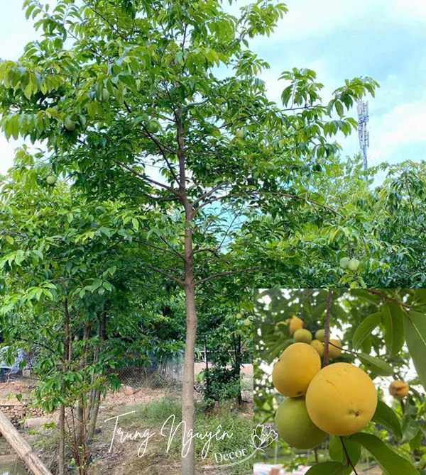 Cách Trồng Cây Thị Thơm: Hướng Dẫn Toàn Diện Từ Chuyên Gia Vũ Garden