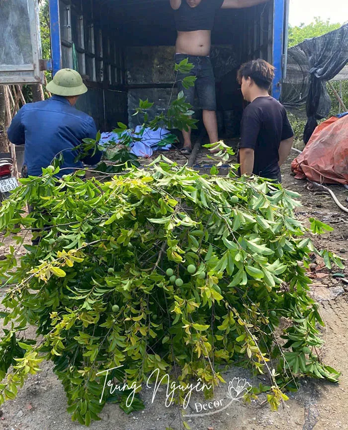 Cách Trồng Cây Thị Thơm: Hướng Dẫn Toàn Diện Từ Chuyên Gia Vũ Garden