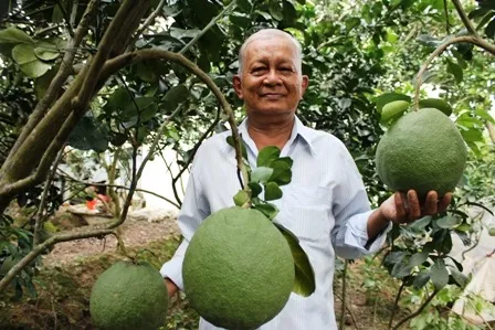 Ông Hai Hoa chuyên gia trồng bưởi da xanh
