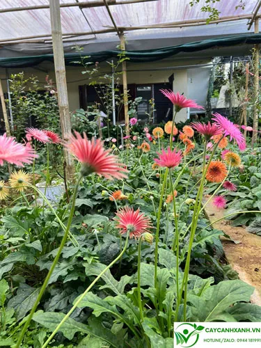 Hoa đồng tiền cổ khoe sắc tại vườn