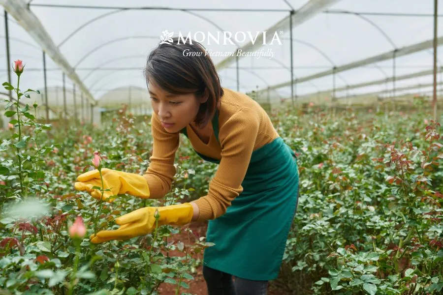 Giá thể trồng hoa hồng sau khi được trộn