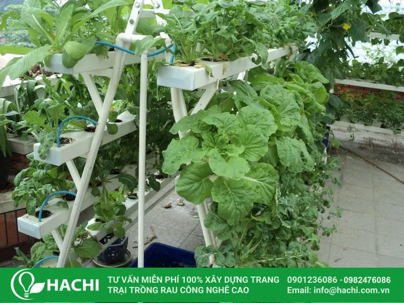 Thiết kế hệ thống thủy canh